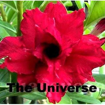 Triple Universe