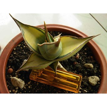 PINGUI VAR ANAKAN BB( SOLD)