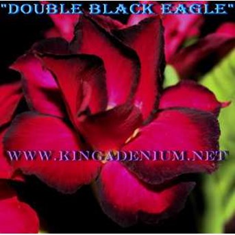 Triple Black Eagle