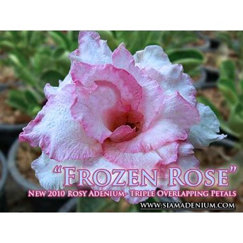Triple Frozen Rose