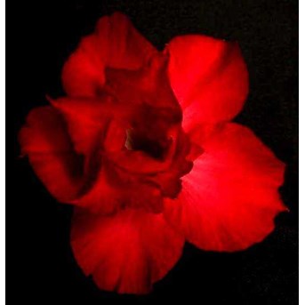 Double Super Red