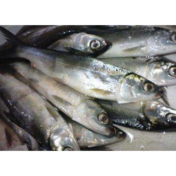IKAN BANDENG SEGAR
