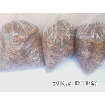 jamur pelawan tiram kuping dan kukur