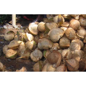 Fresh Coconut