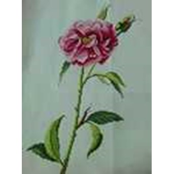 Kristik A Single Rose ( Kristik jadi)