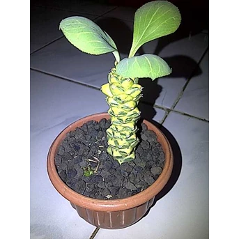 Monadenium ritchei variegata 02