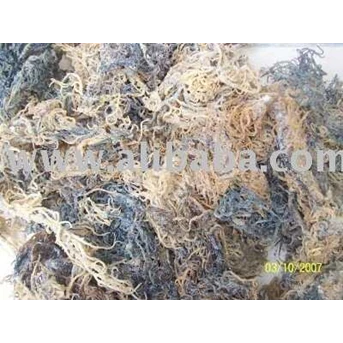 Cottony/ Spinosum/ Gracilaria/ Sargassum