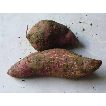 tela rambat / bolet