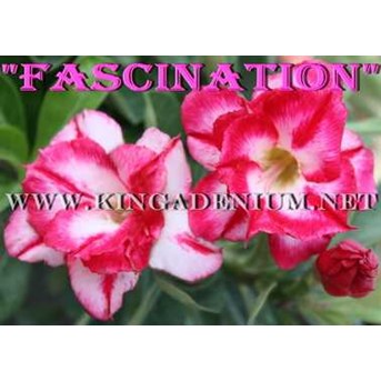 Double Fascination