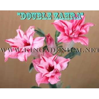 Double Zahra