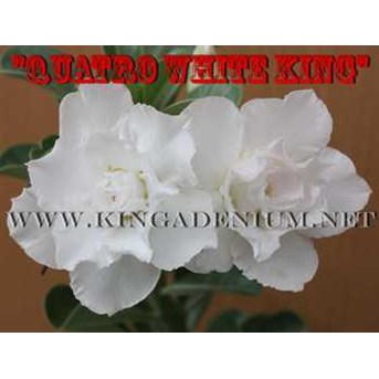 Quatro White King [ 4 Petals]