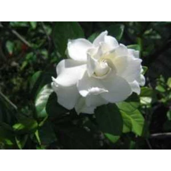 BUNGA KACA PIRING Kaca Putih ~ Gardenia Jasminoides Ellis ~ Sedia Daun Hijau Segar Kaca Piring = 20kg/ box UNTUK DEKORASI * * SMS= + 6281326220589 * * SMS= + 6281901389117 * * Email= Nurida7899@ yahoo.com