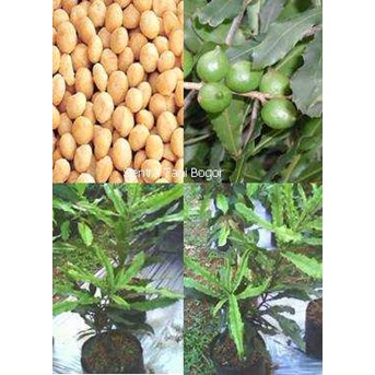 Bibit Pohon Macadamia