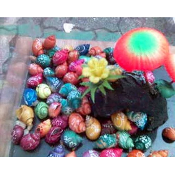 Kelomang/ Pong pong