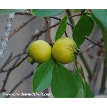 Guava cerry-jambu brasil kuning