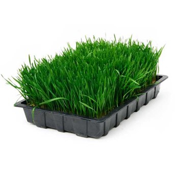 Living Wheatgrass in Tray