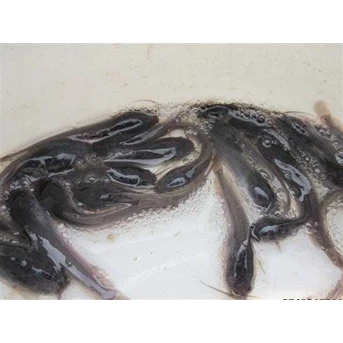 Bibit ikan lele