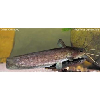neosilurus brevidorsalis ( sold out )