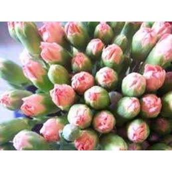 carnations flower / anyelir