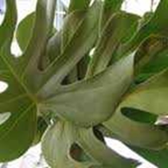 Monstera