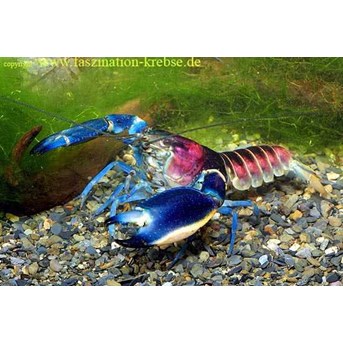 cherax sp