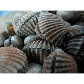 : kerang dara/ red clams ( live)