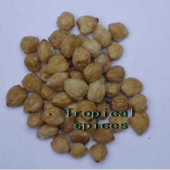 Aleurites moluccana