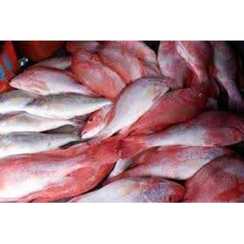 IKAN KAKAP MERAH