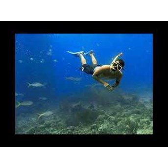 FreeDive Trip