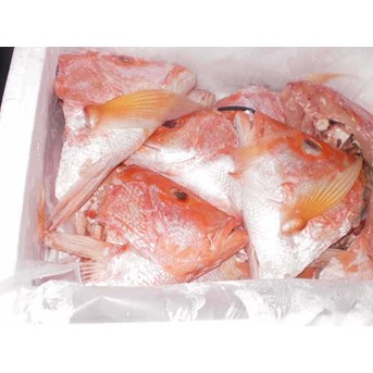 Snapper head