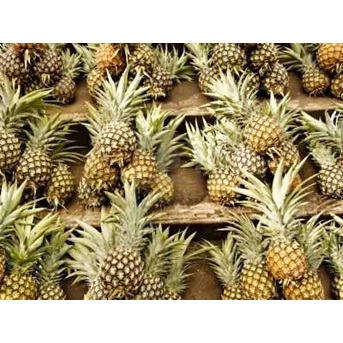 nanas untuk sele ato dodol