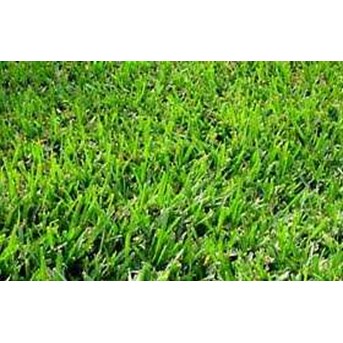 Bermuda Grass Seed
