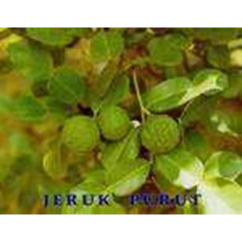 Jeruk Purut ~ CitrusHystrix Dc ~ CAFFIR LIME ~ Indonesian Jeruk Purut ~ Jual Bibit tanaman Jeruk Purut * * SMS= + 6281-32622-0589 * * SMS= + 62858-763-89979 * * SMS= + 6281-901-38 9-117 * * BudimanBagus01@ yahoo.com