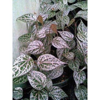 bibit sirih merah