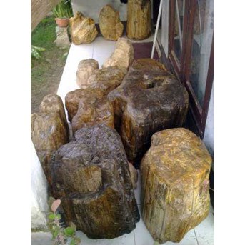 Fosil kayu