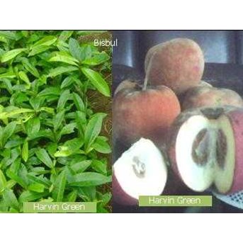 Bisbul ( Diospyros blancoi)