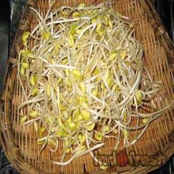 Tauge Kedelai