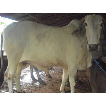 Sapi Kualitas Prima Qurban 2011
