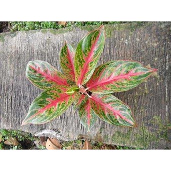 Red Metalic