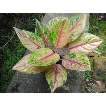Red Imelda