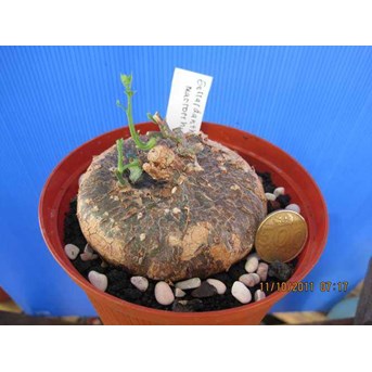 Gerrardanthus macrorrhizus Rp 1, 5 jt