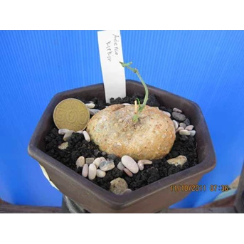 Adenia kirkii