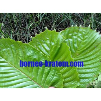 Kratom Kapuas Hulu
