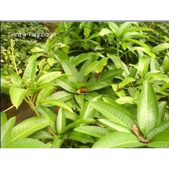Bibit Mangga Chokanan