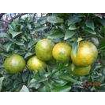 Buah Jeruk Manis