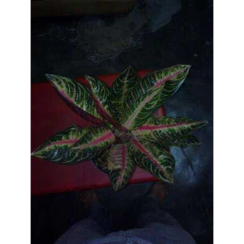 Aglaonema Pride of Sumatera Mutasi