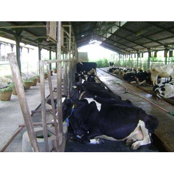 Peternakan sapi perah dan pembiakan sapi pedaging, Pengolahan Susu segar dan produksi daging segar