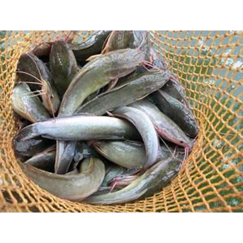 Ikan Lele