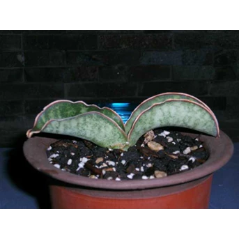 21833 KM 12 BLUE FORM( RESERVED)