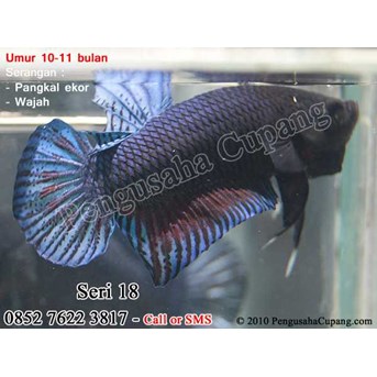 Cupang Adu - Seri 18